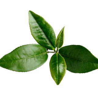 Ekstrakt lista zelenog čaja